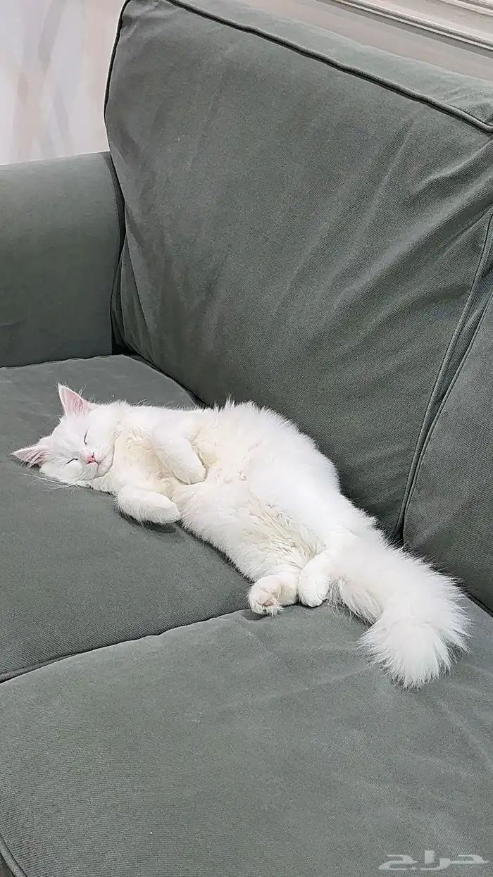 قطه للبيع نظيفه وهاديه انثى 2