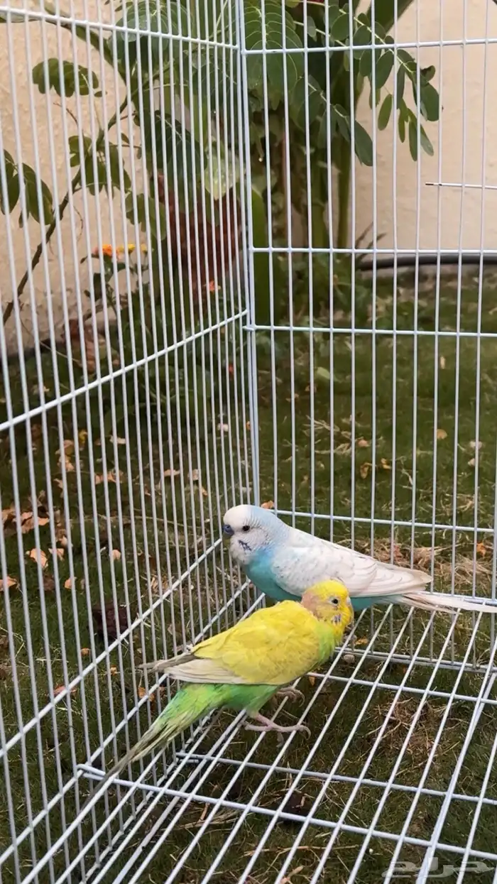 زوج بادجي للبيع 1