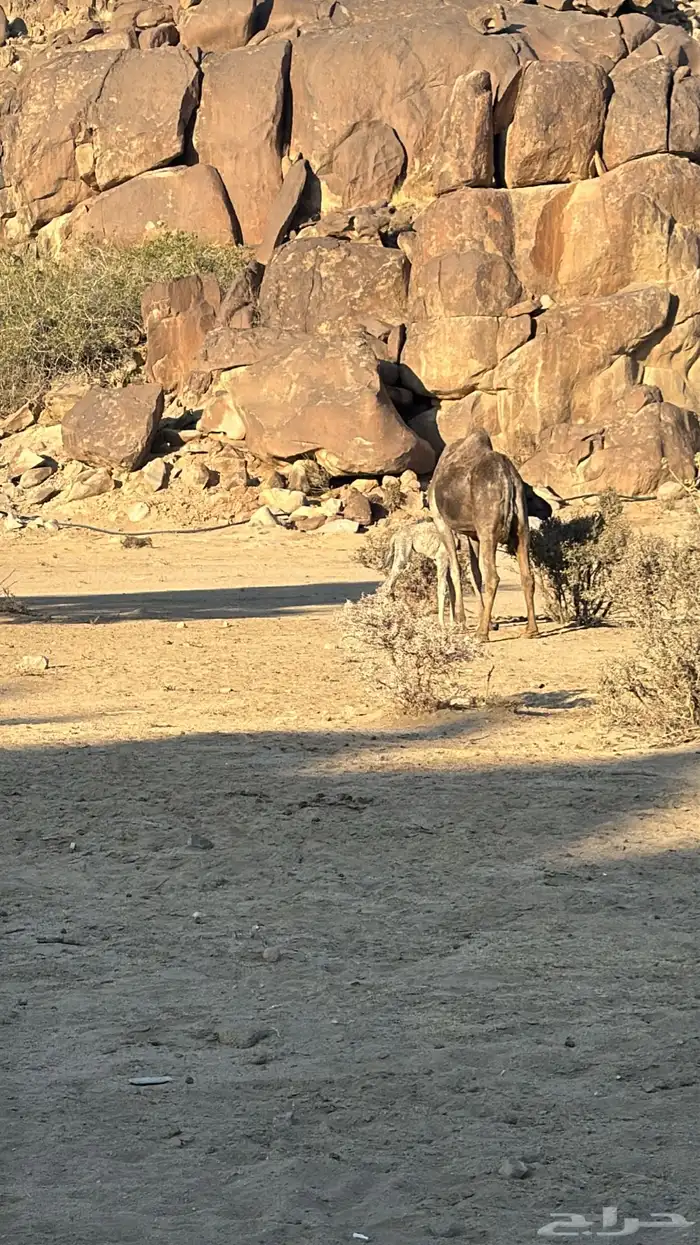 خلفه ناب مشروطه وحليبها واجد من فضل الله 3