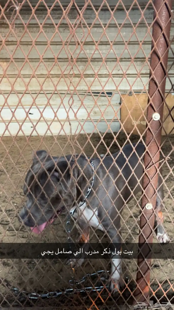 كلب بيتبول 1