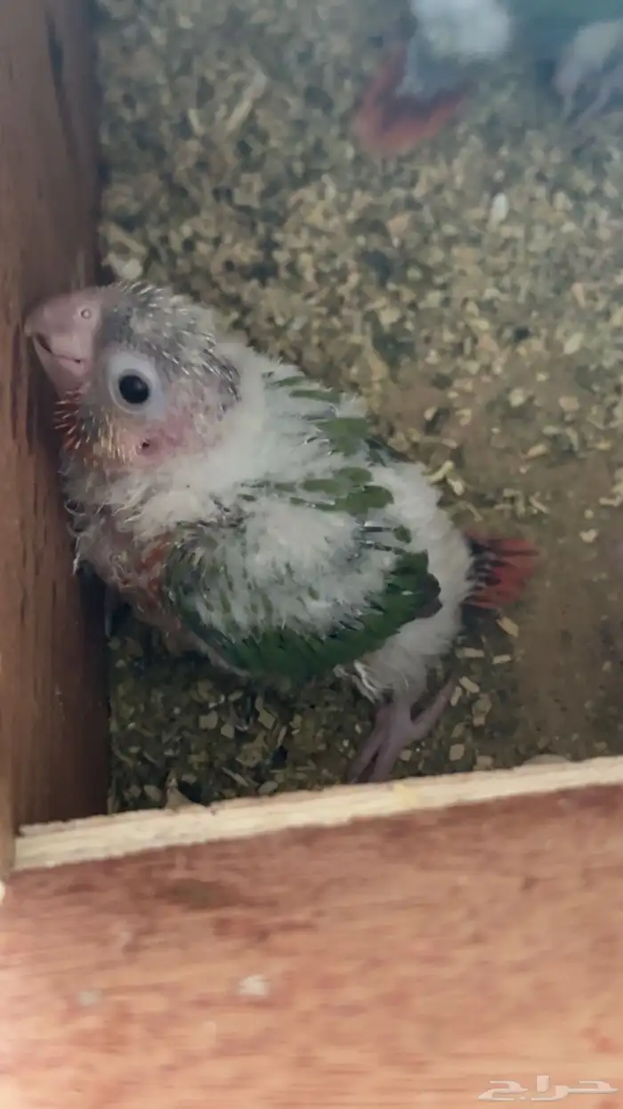 فروخ اناناس للبيع 0