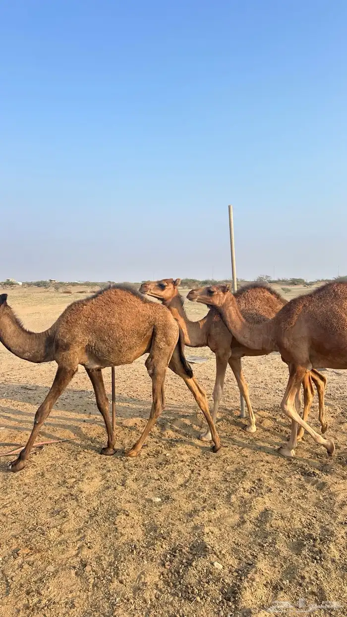 قعدان طيبة 0