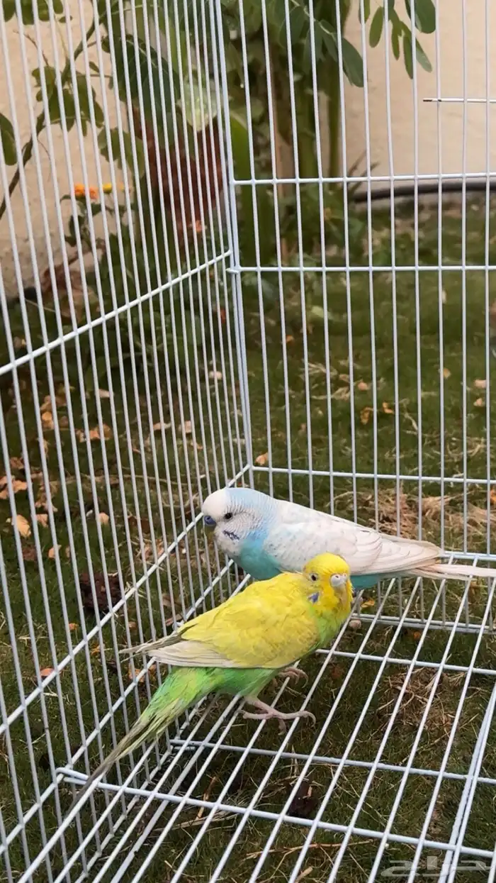 زوج بادجي للبيع 2