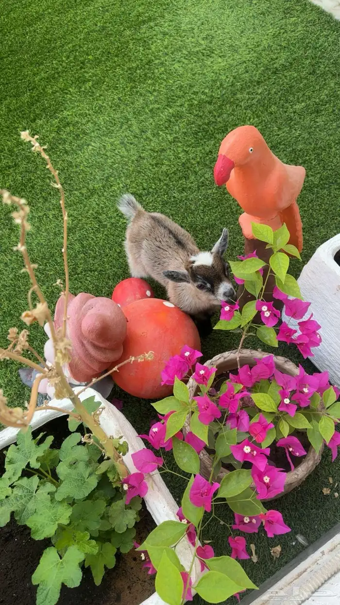 ماعز قزمي لعوب مع الاطفال 0