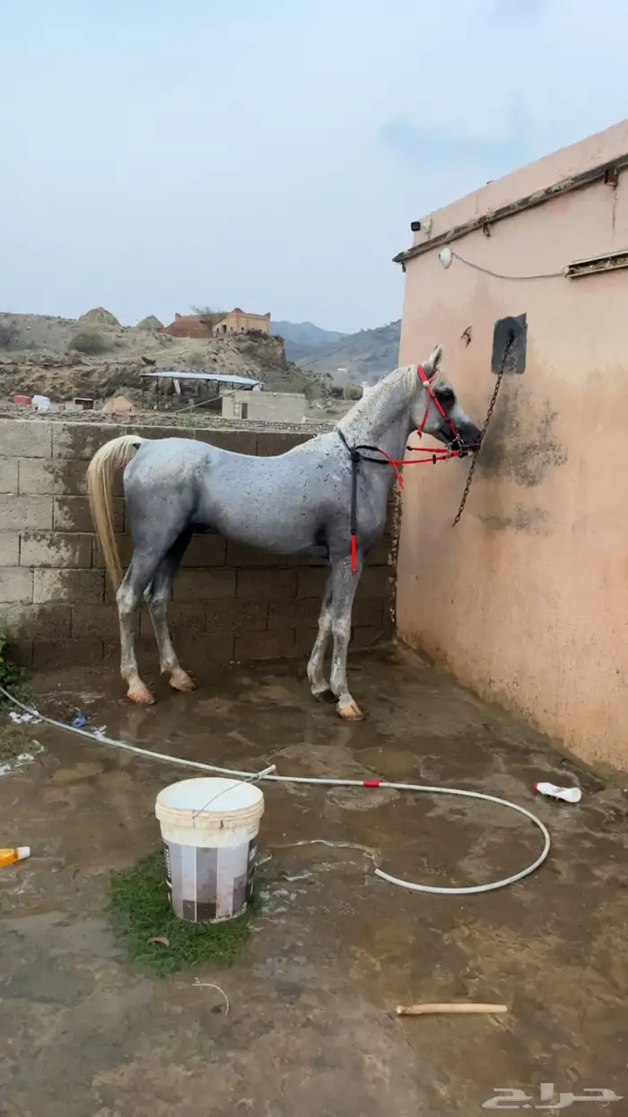 حصان للبيع 0