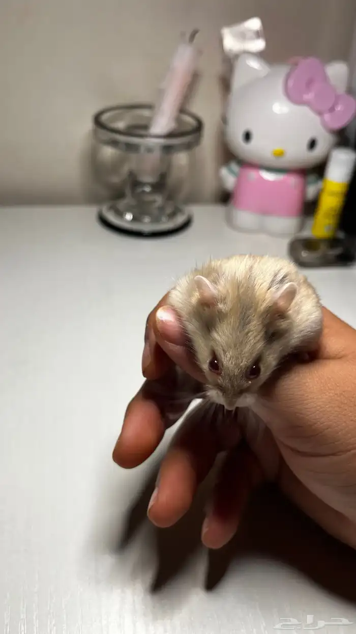 هامستر روسي الوان متعدده 12