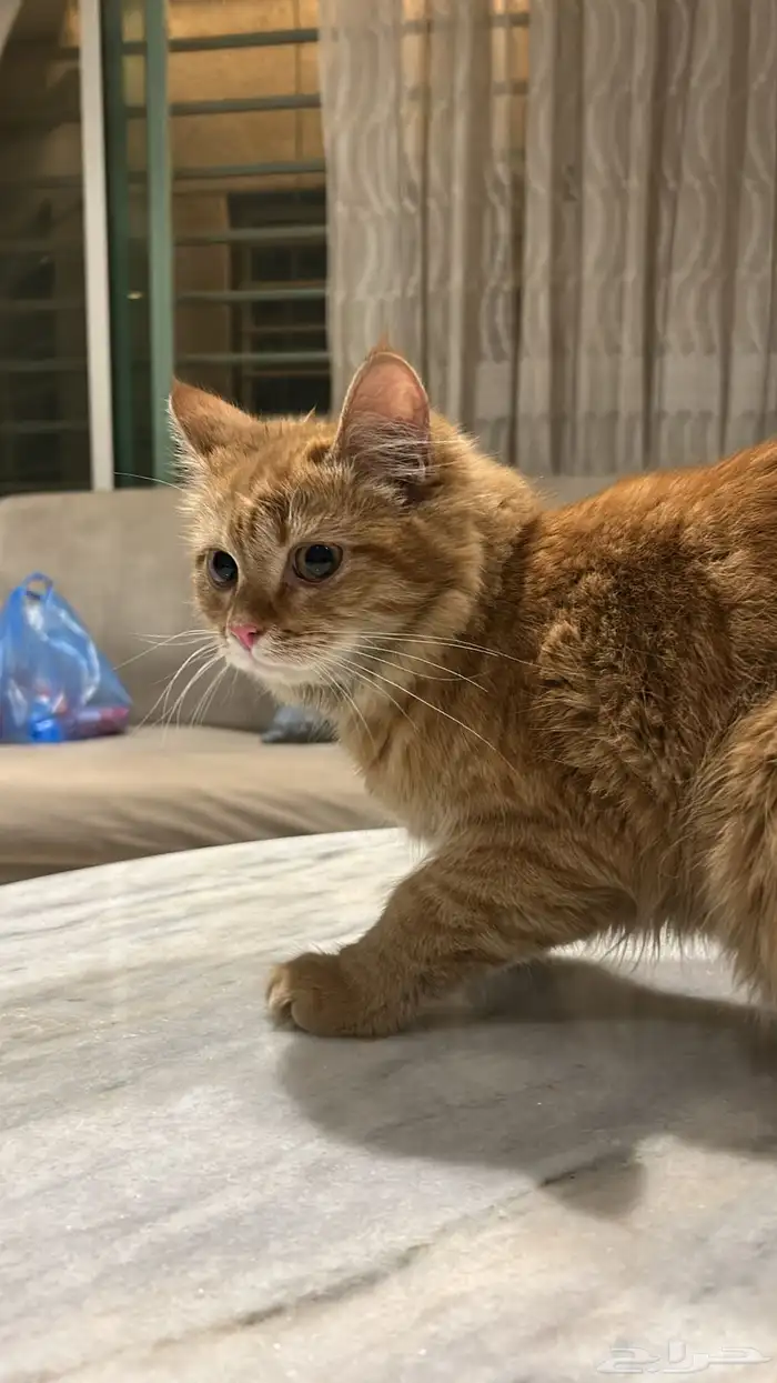 قطه حصلتها ضايعه حي عكاظ 1