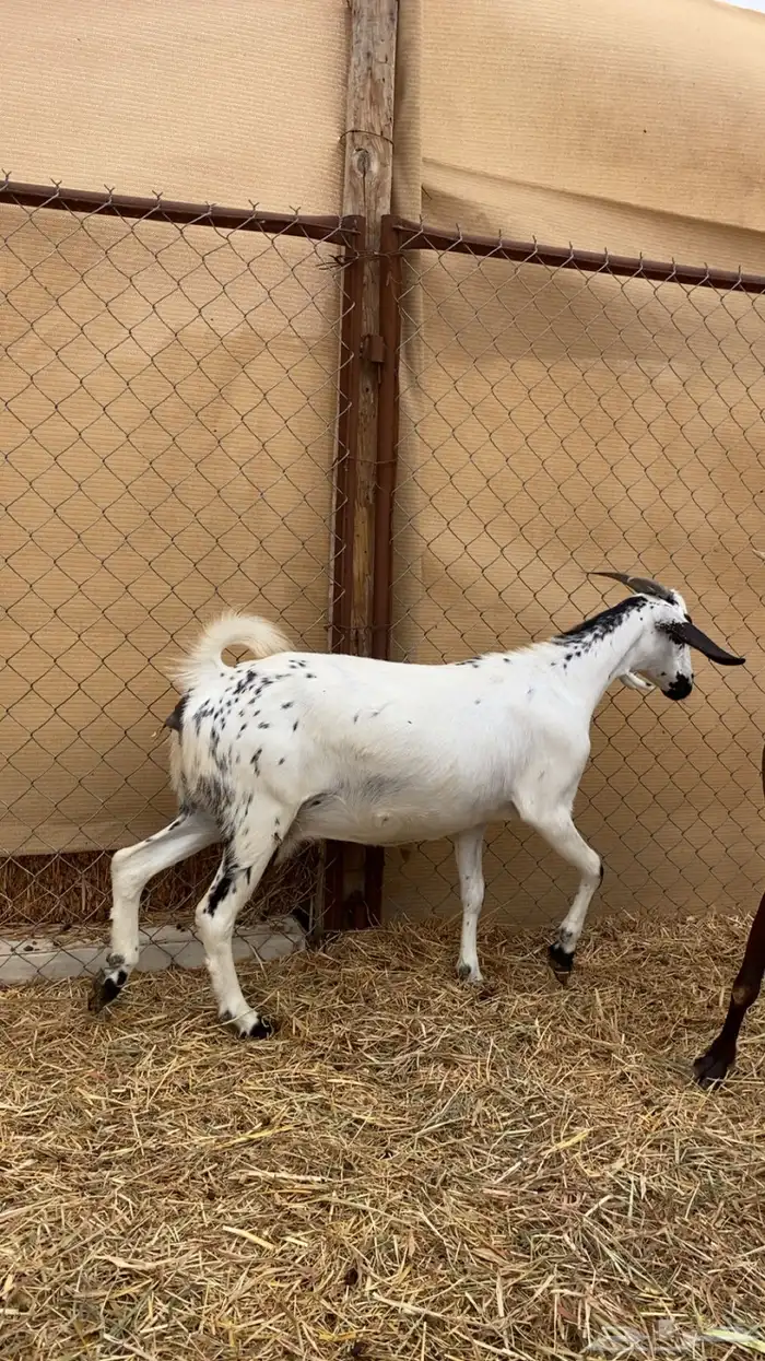 ماعز دفيع ومواليد جدة الغولا 2