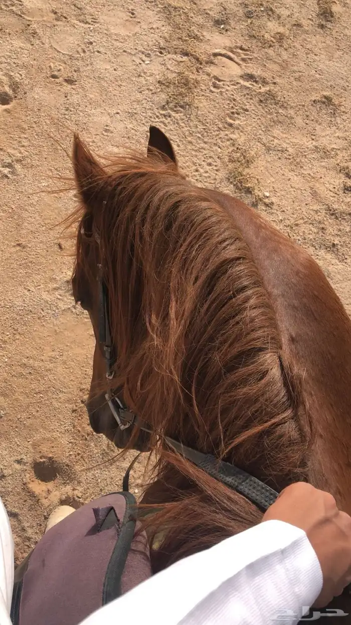 حصان شعبي هادي 4