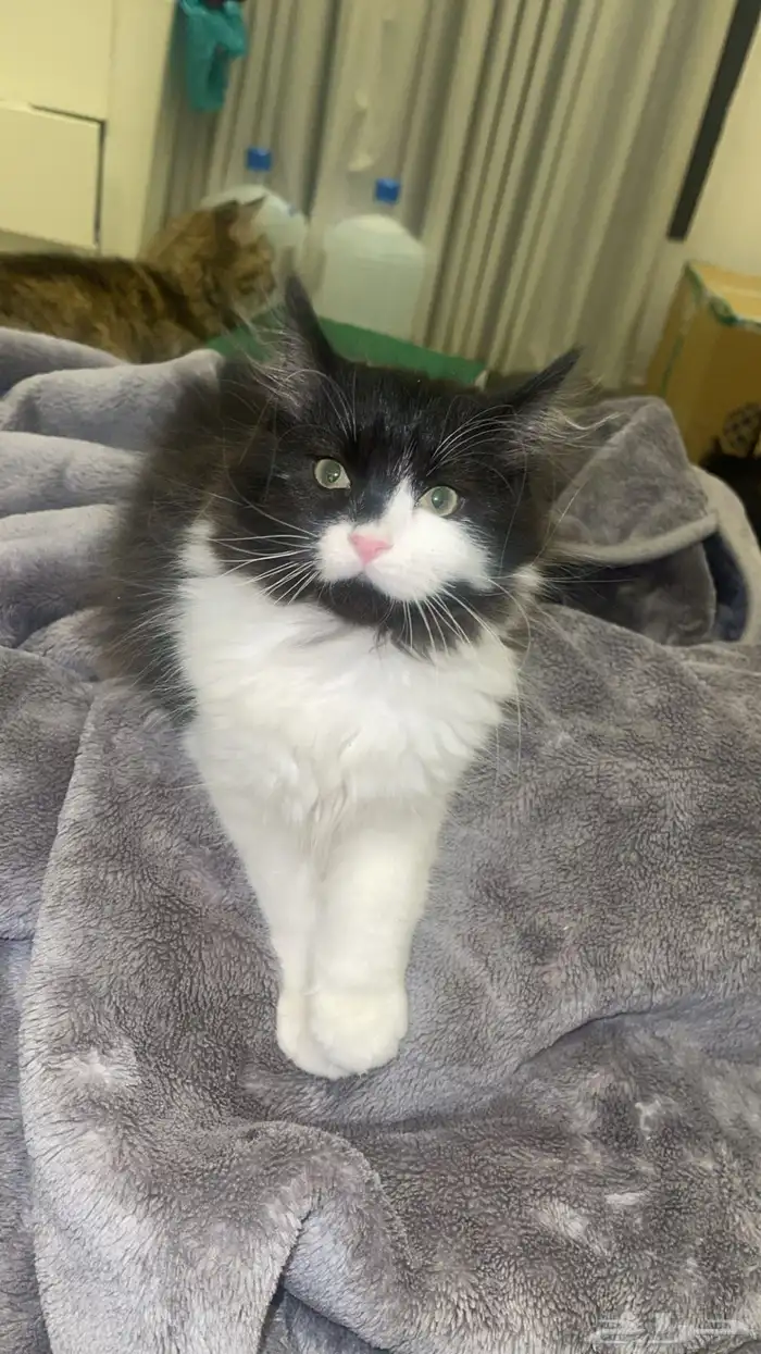 قطه شيرازي لتبني 0