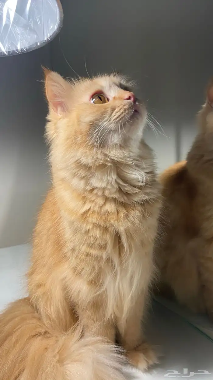 قطه شيرازي 2