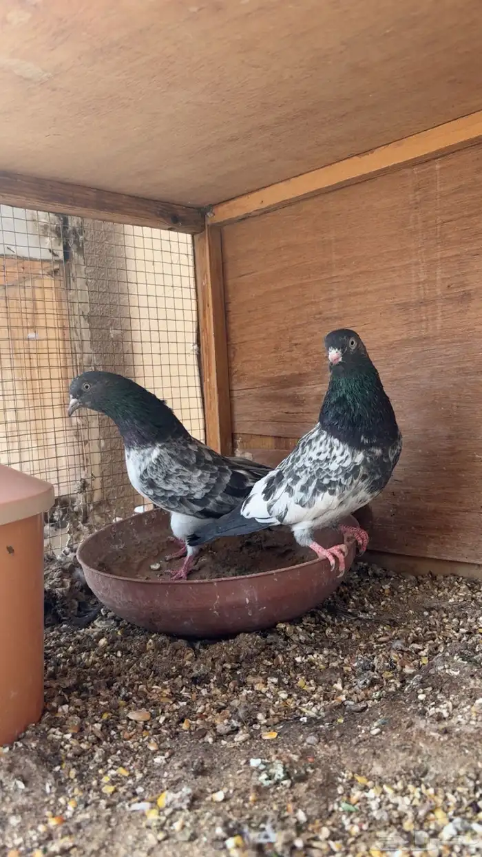 زوج رام آساس TOP حمام باكستاني 4