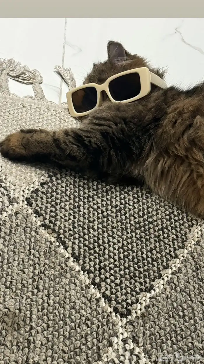 قط انثى للتبني 1