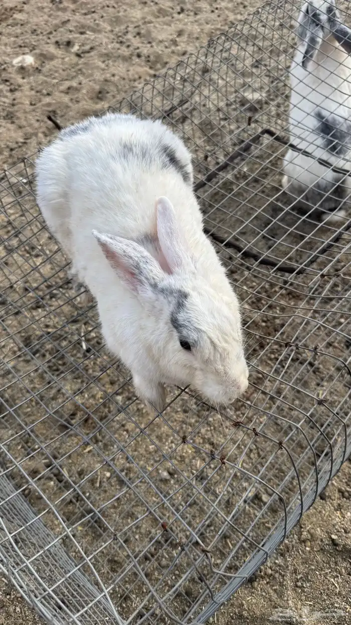 ارانب للبيع كفو 2