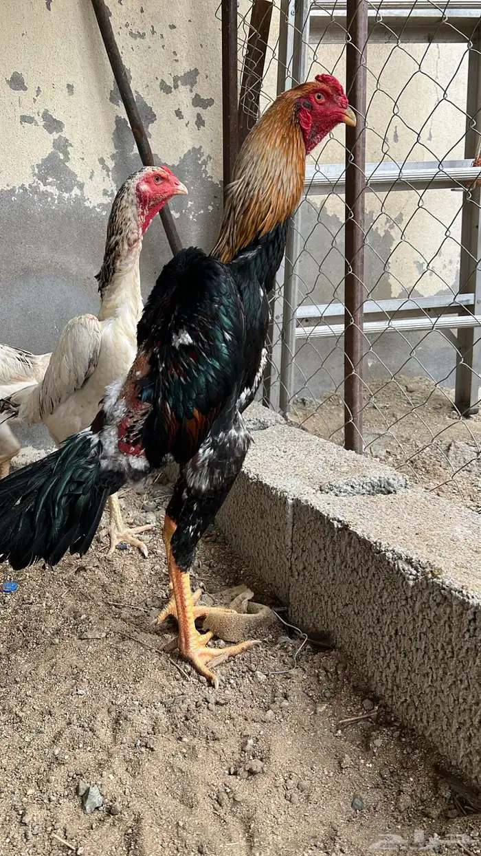 ديك شامو ياباني تب 0