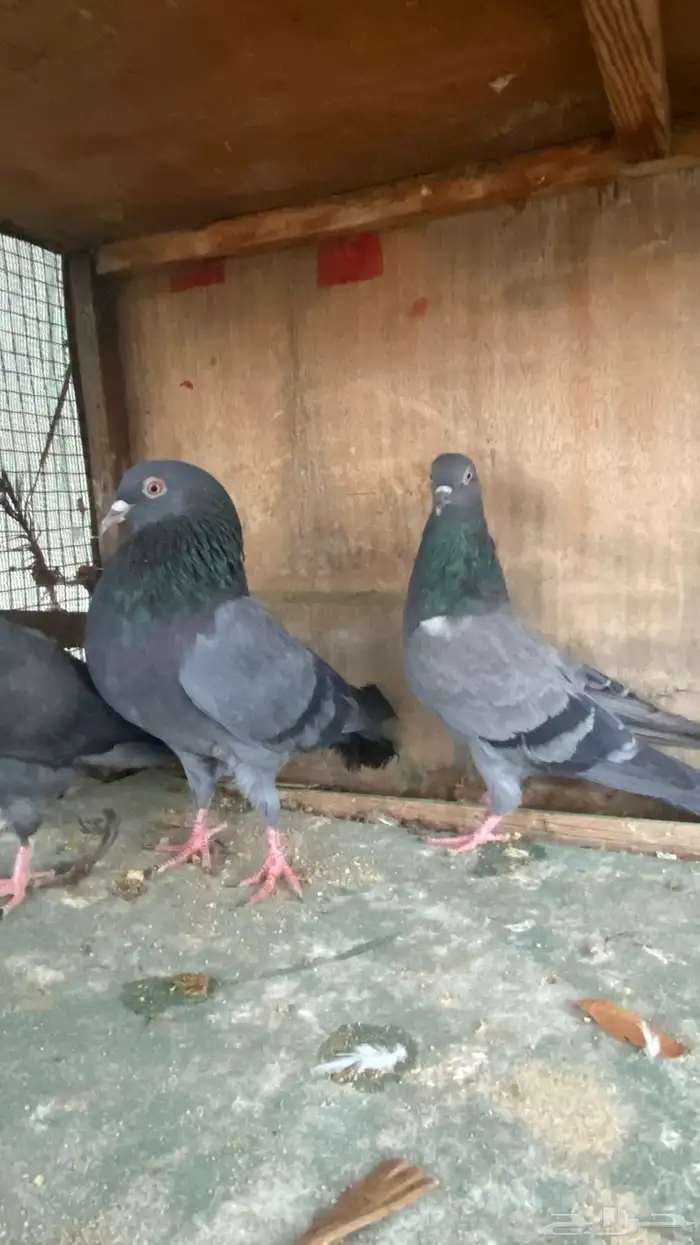 حمام جوز كالو كمنقر بولده 2