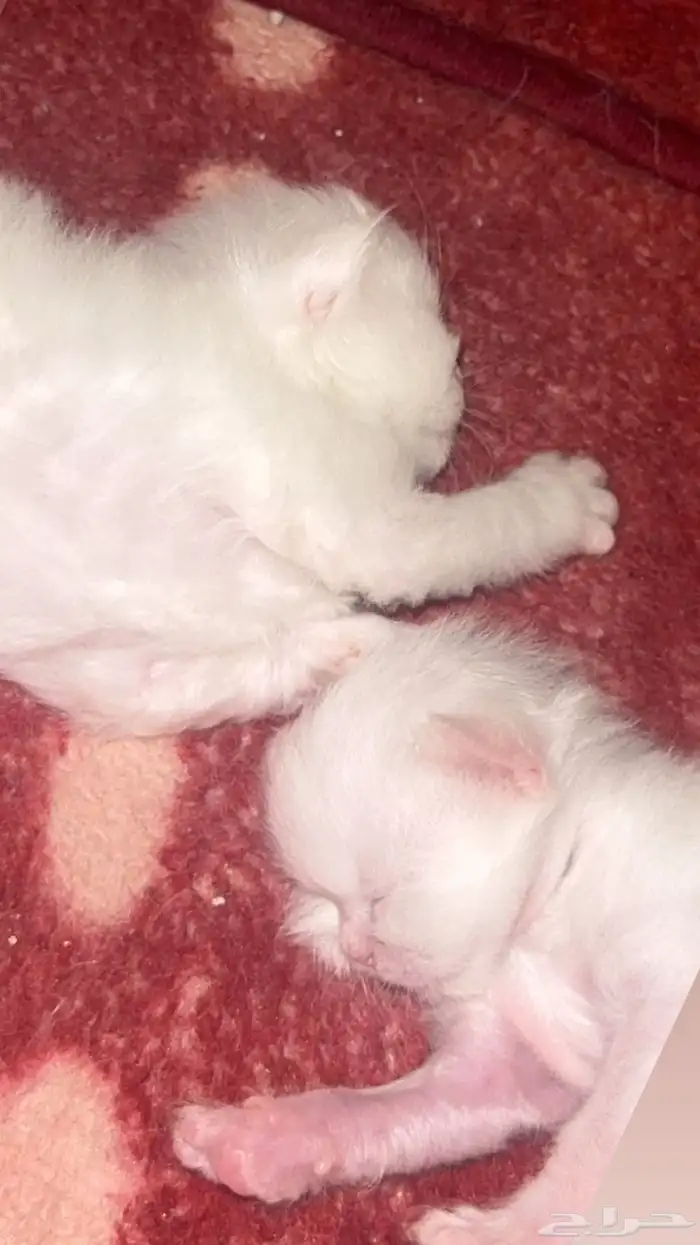 قطط كيتن للبيع 2