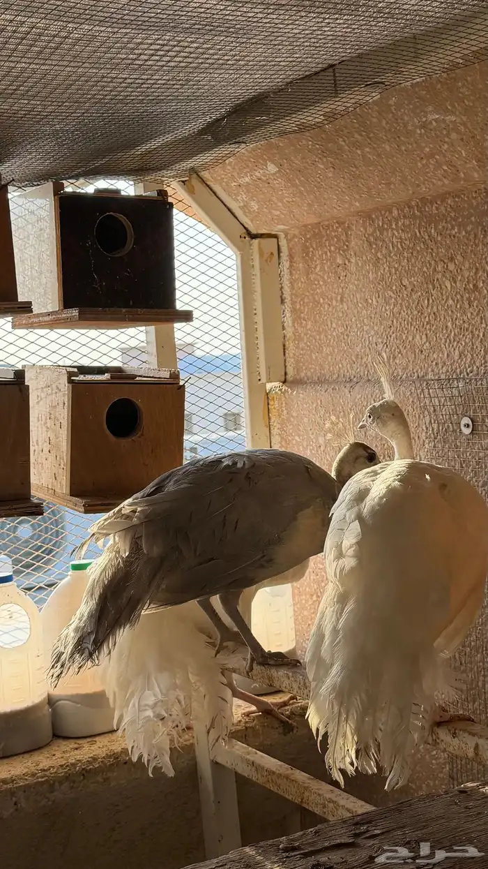 طاوؤس للبيع 1