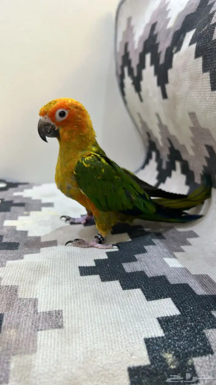 فرخ صن كنيور 0