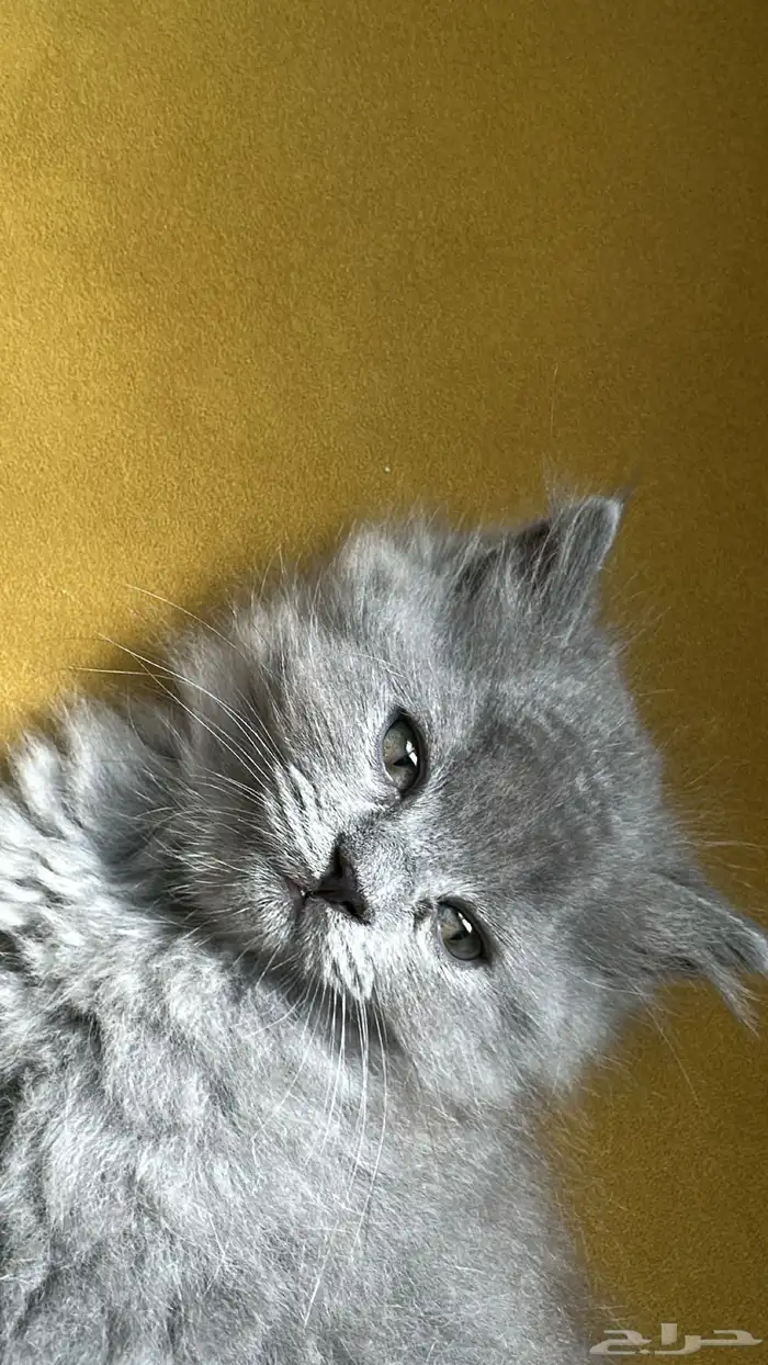 قط شيرازي للبيع 3