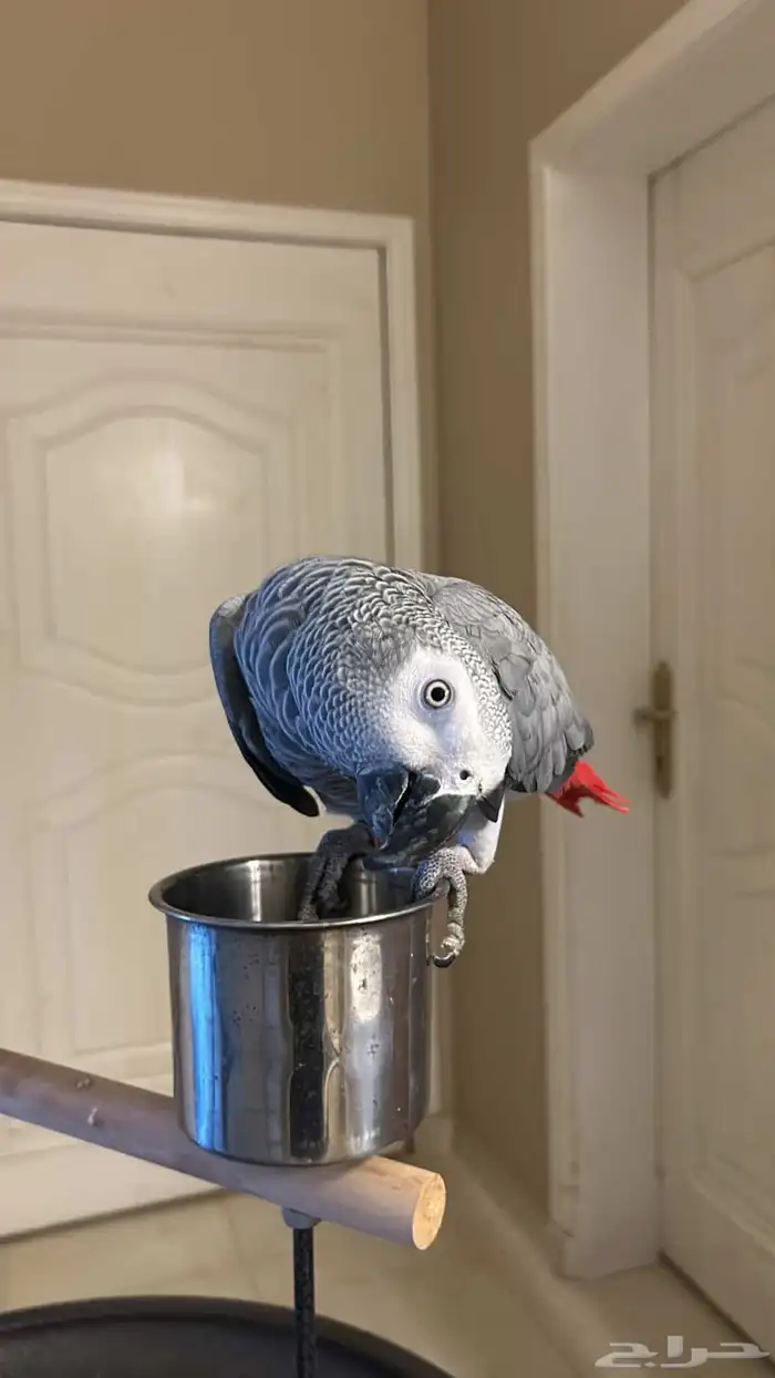 كاسكو اليف ومتكلم مليان كلام 6