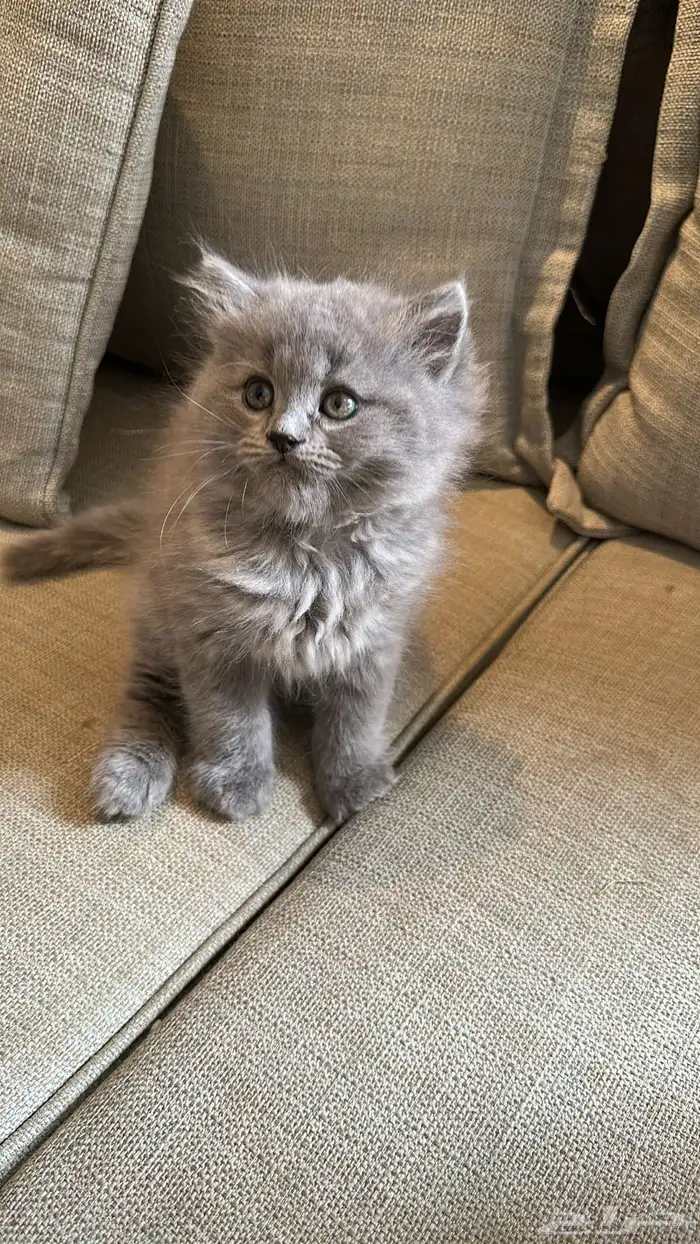 قط شيرازي للبيع 1