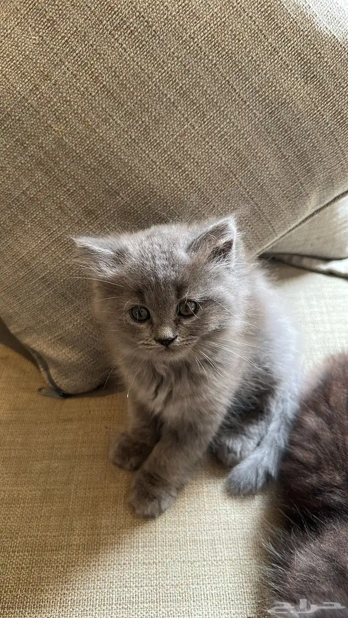 قط شيرازي للبيع 2