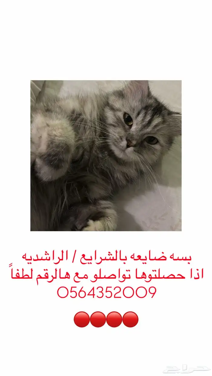 بسه ضايعه بالشرايع 0