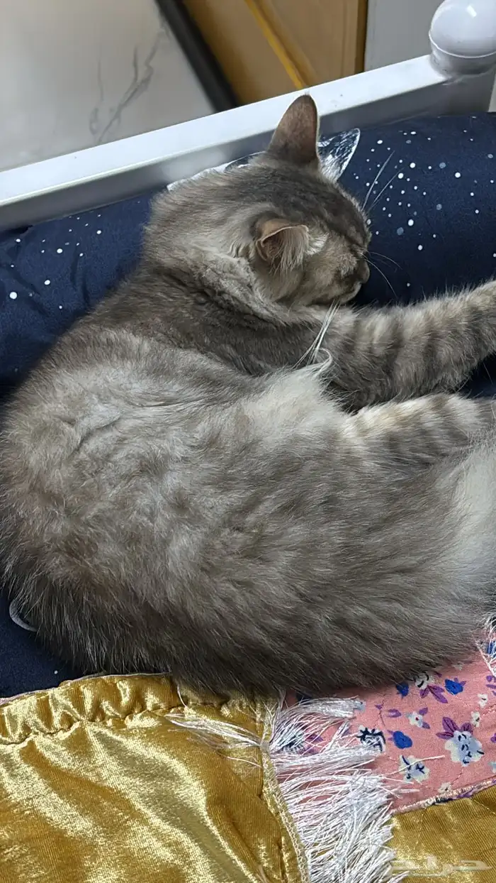 مكافأه ماليه لمن يجده 2