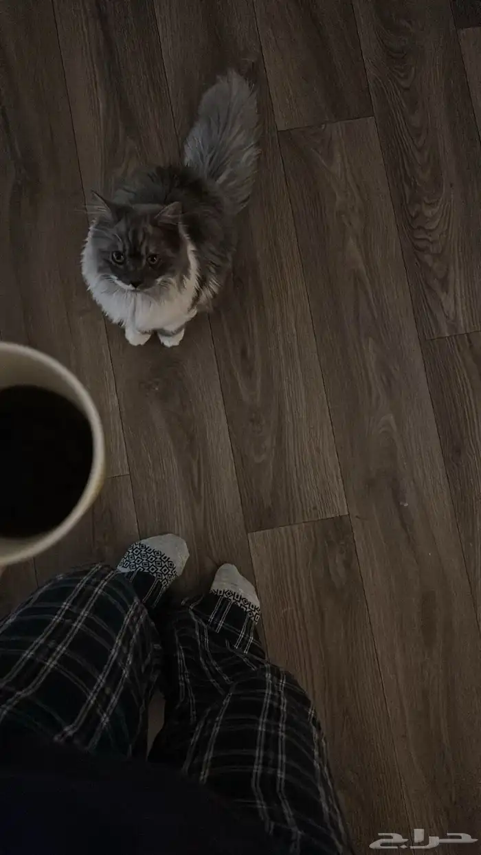 قطو للتبني 1