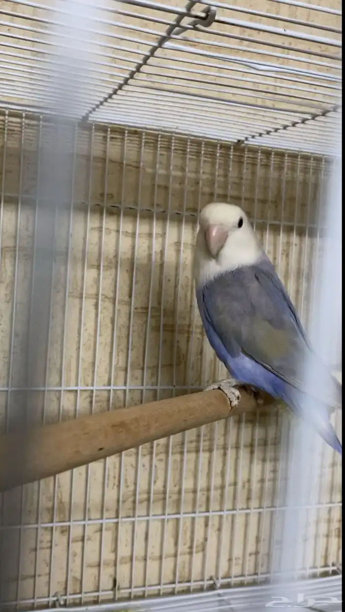 جوز روز منتج والذكر حار 3