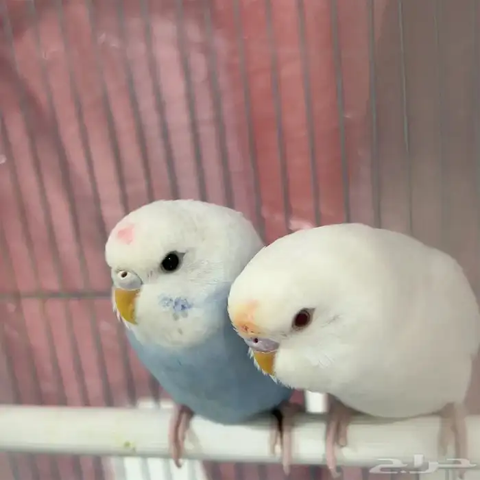 طيور الحب ( البادجي ) 0