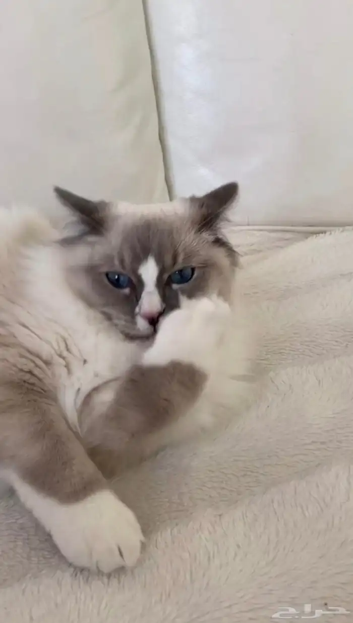 فندقه القطط حيوانات منزليه جده 2