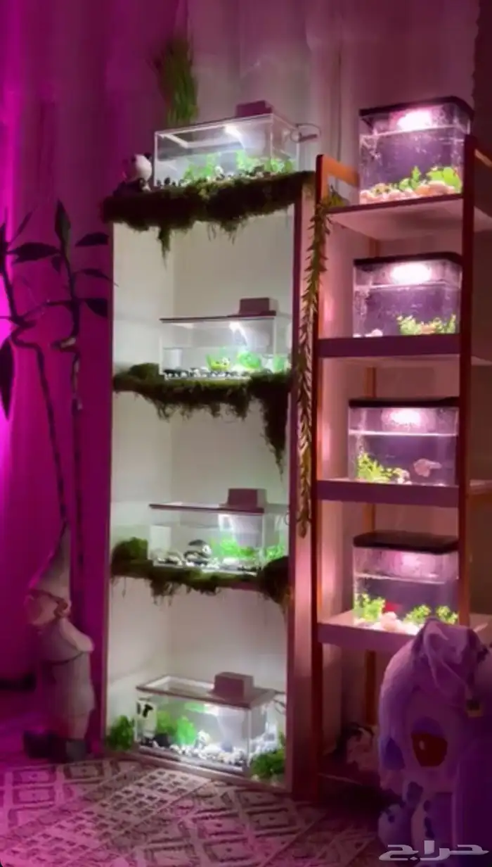 احواض سمك 10