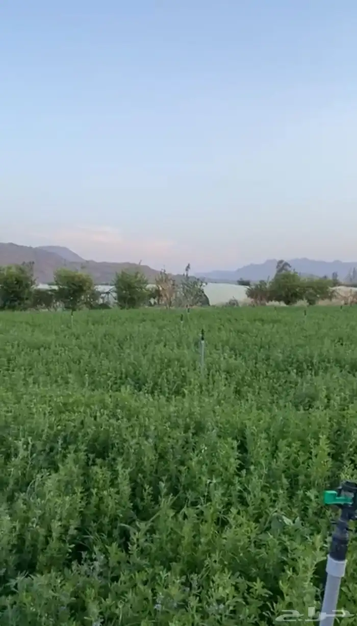 برسيم للبيع التواصل على الخاص 0