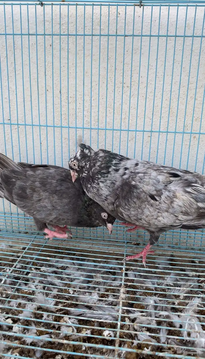 حمام قطيفي دخاني 1