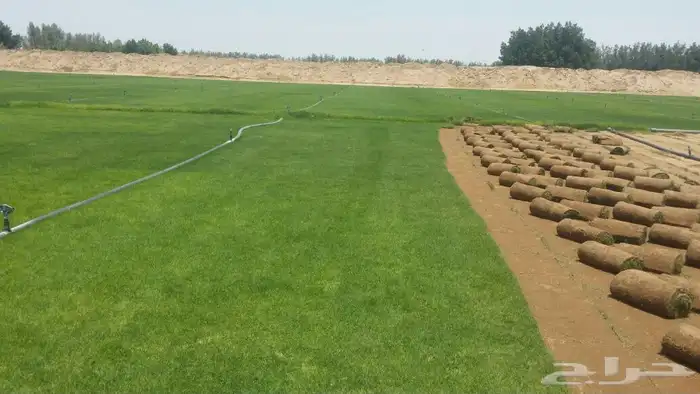 نجيله  ثيل طبيعي تنسيق حدائق 25