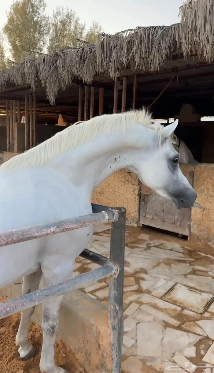 حصان فحل واهو باوراق 2