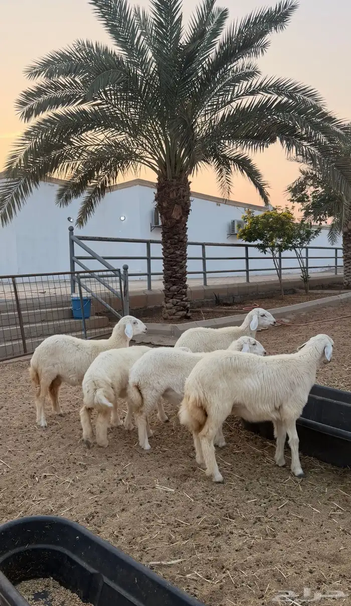 رخال حريات صنف عدد8 روس شعره وطرف شحم ولحم اعمار فوق 6 اشهر 1