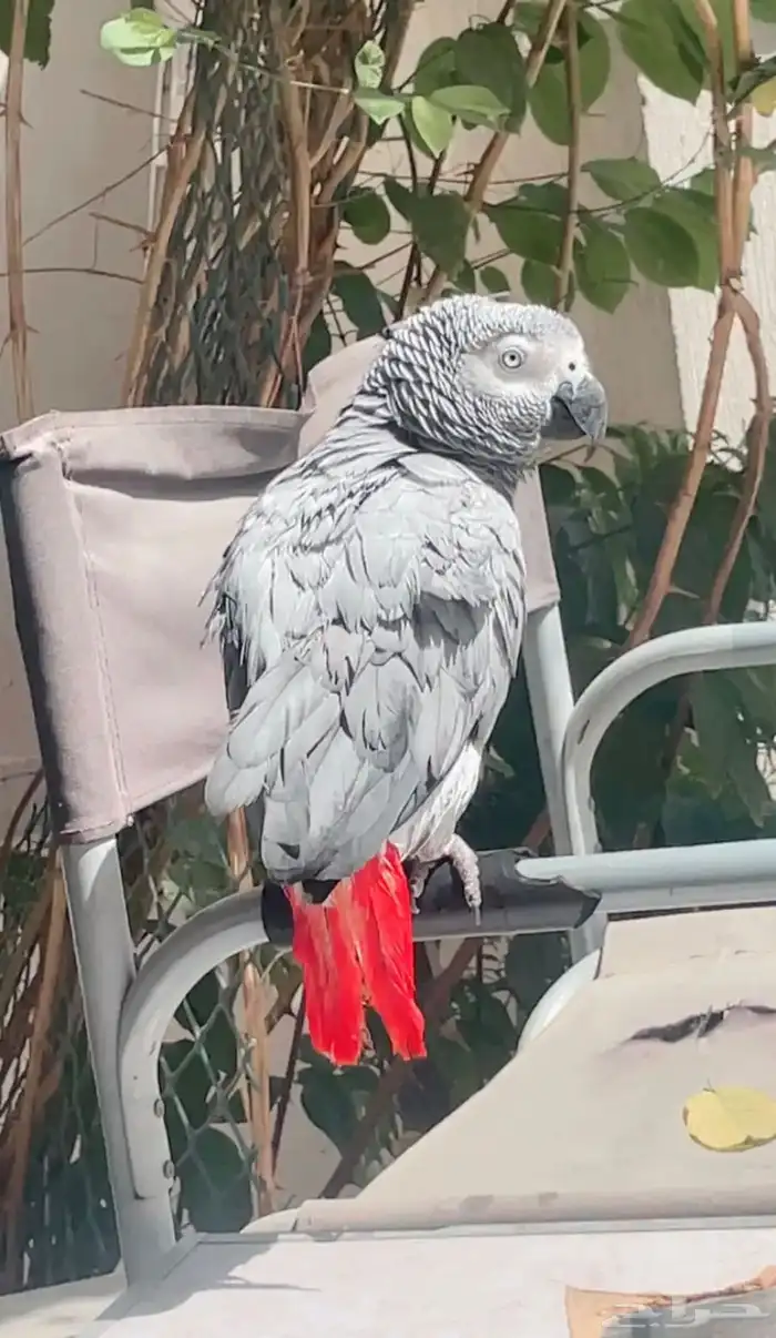 كاسكو اليف متكلم 0