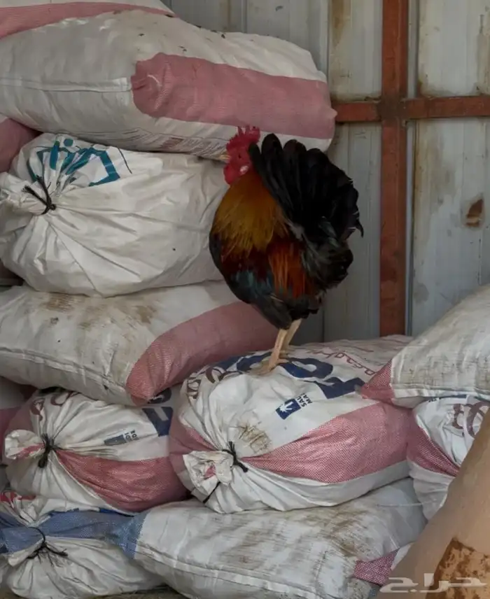 للبيع ديك ترثه 4