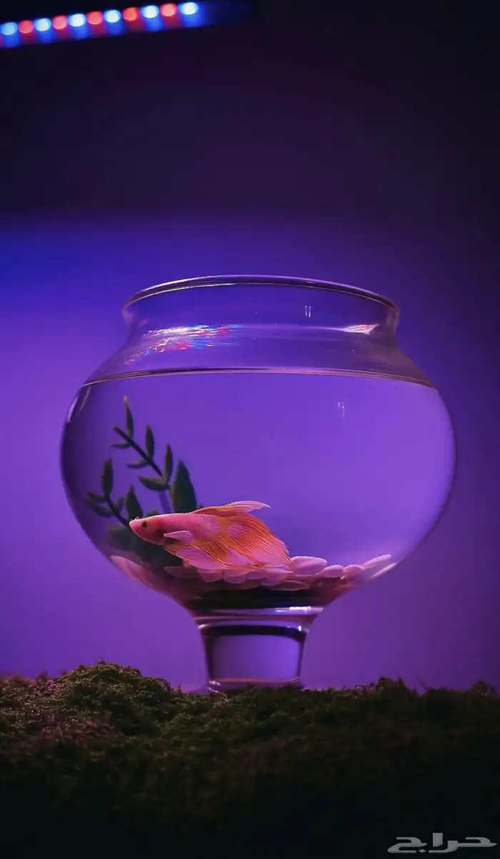 احواض سمك 6