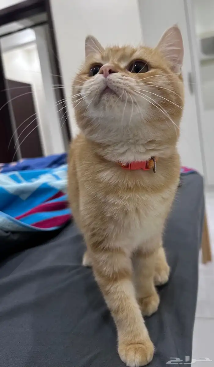 قط ذكر للتبني 0