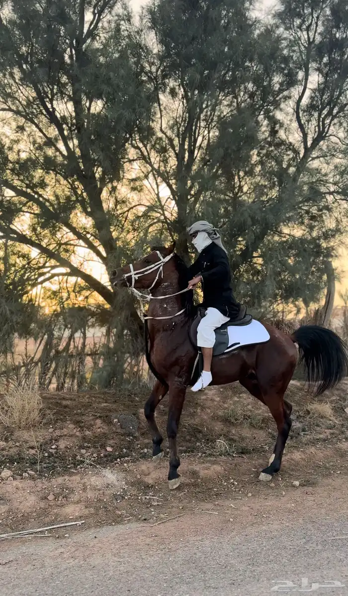 حصان عربي مكس 2
