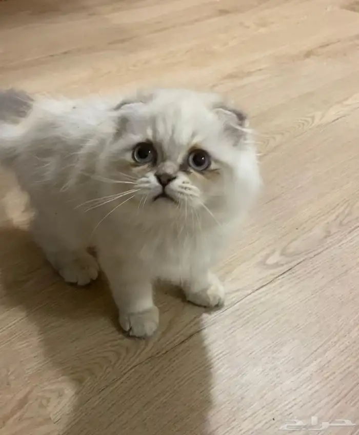 للبيع قطه كتن انثي وذكر همالايا العمر اربع شهور 0