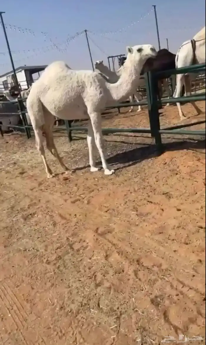 بكره على بعير دوسري ف المزاحميه سيمت ب 7700 0