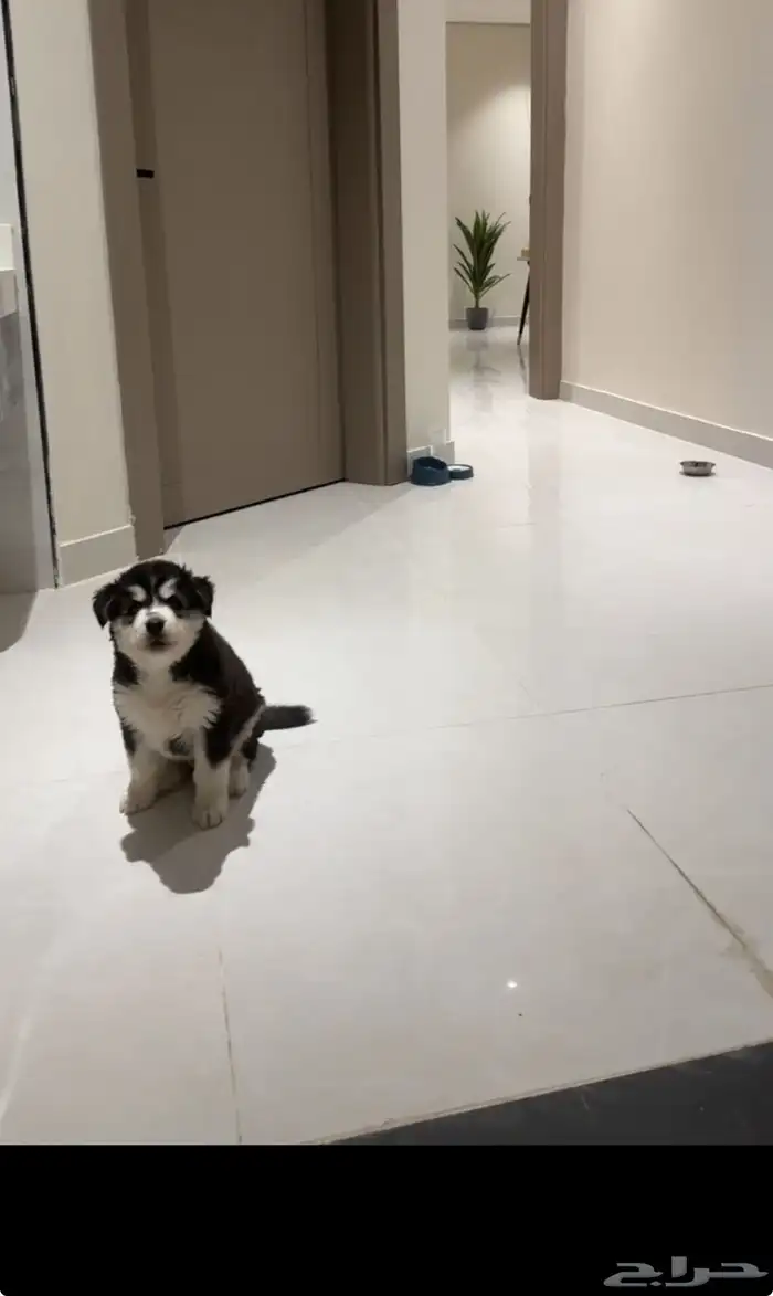 كلب هاسكي صغير للبيع 3