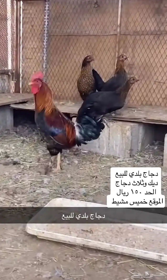دجاج 11