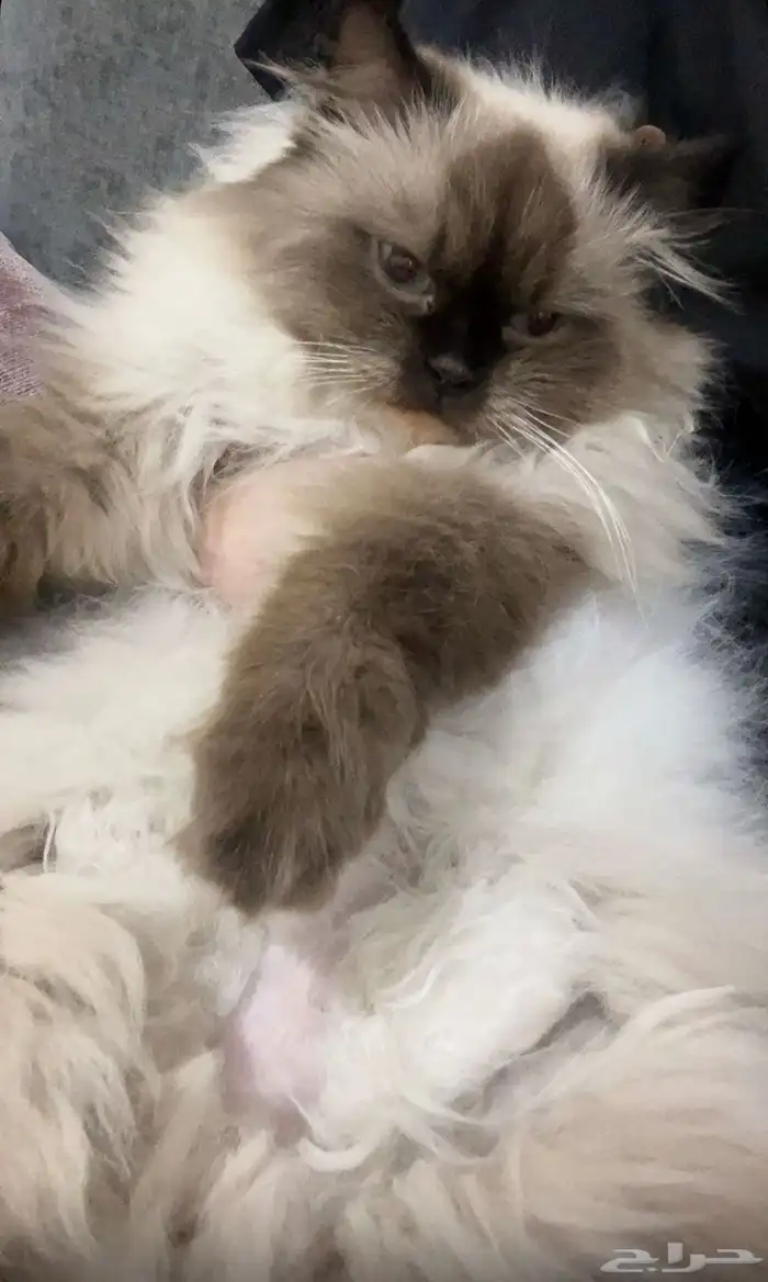 قطه للتبني العاجل 0