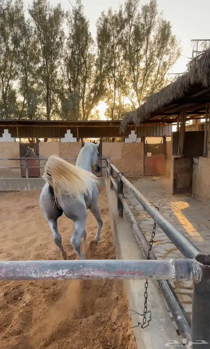 حصان فحل واهو باوراق 1